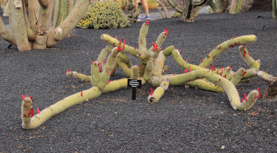 Le Jardin des Cactus